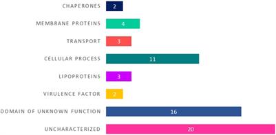 Investigating the Functional Role of Hypothetical Proteins From an Antarctic Bacterium Pseudomonas sp. Lz4W: Emphasis on Identifying Proteins Involved in Cold Adaptation